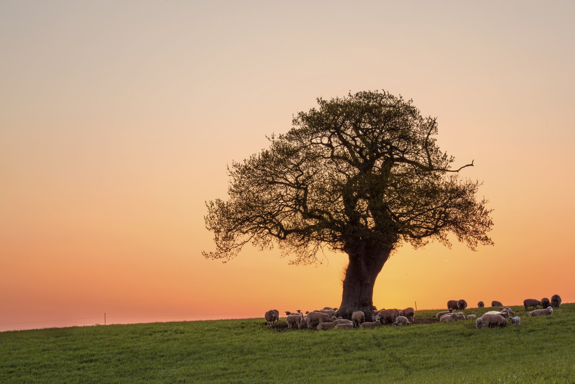 feld baum krone rosa abend sonnenuntergang himmel schafe im urlaub herde weide gras