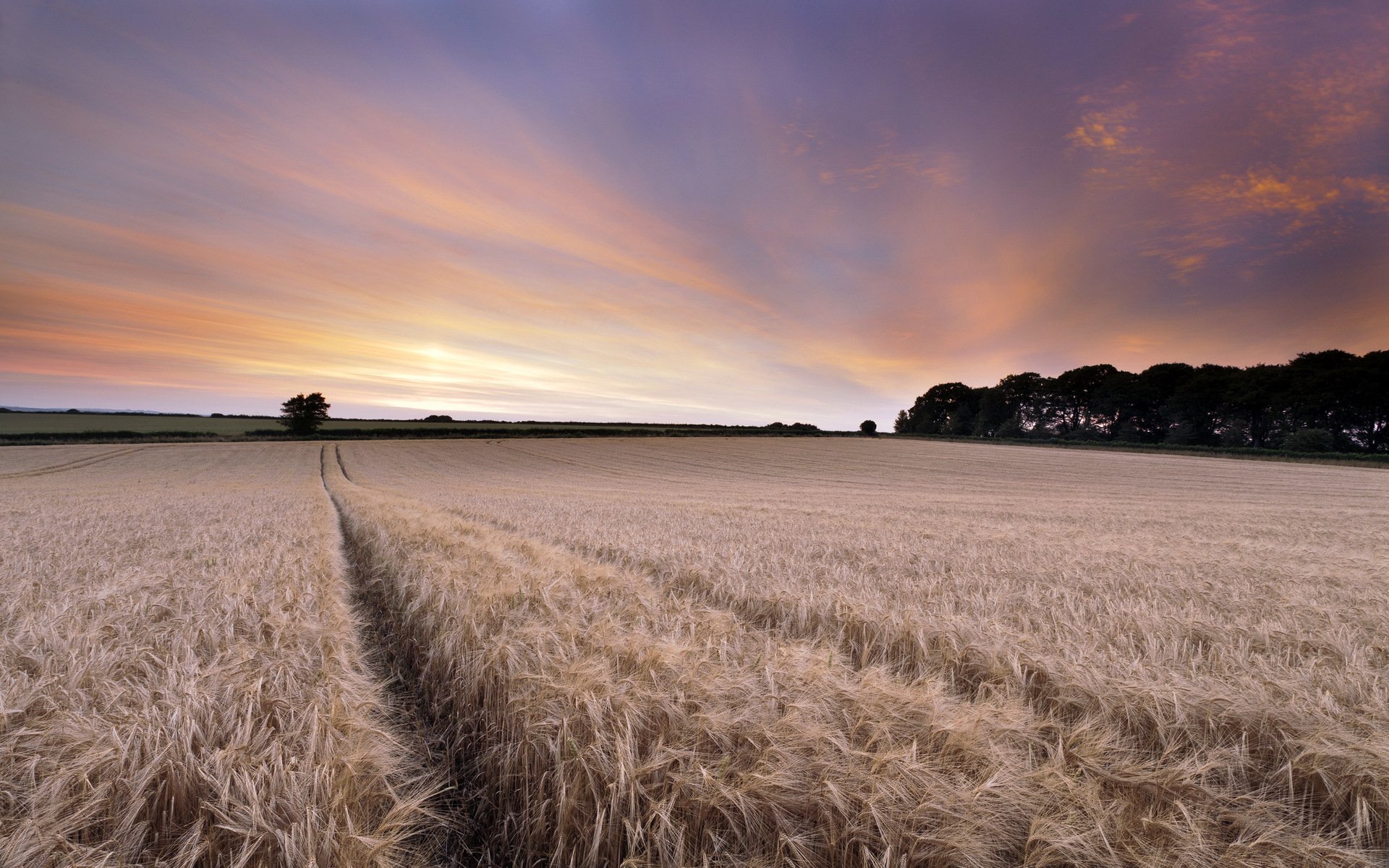 tramonto campo spighe paesaggio