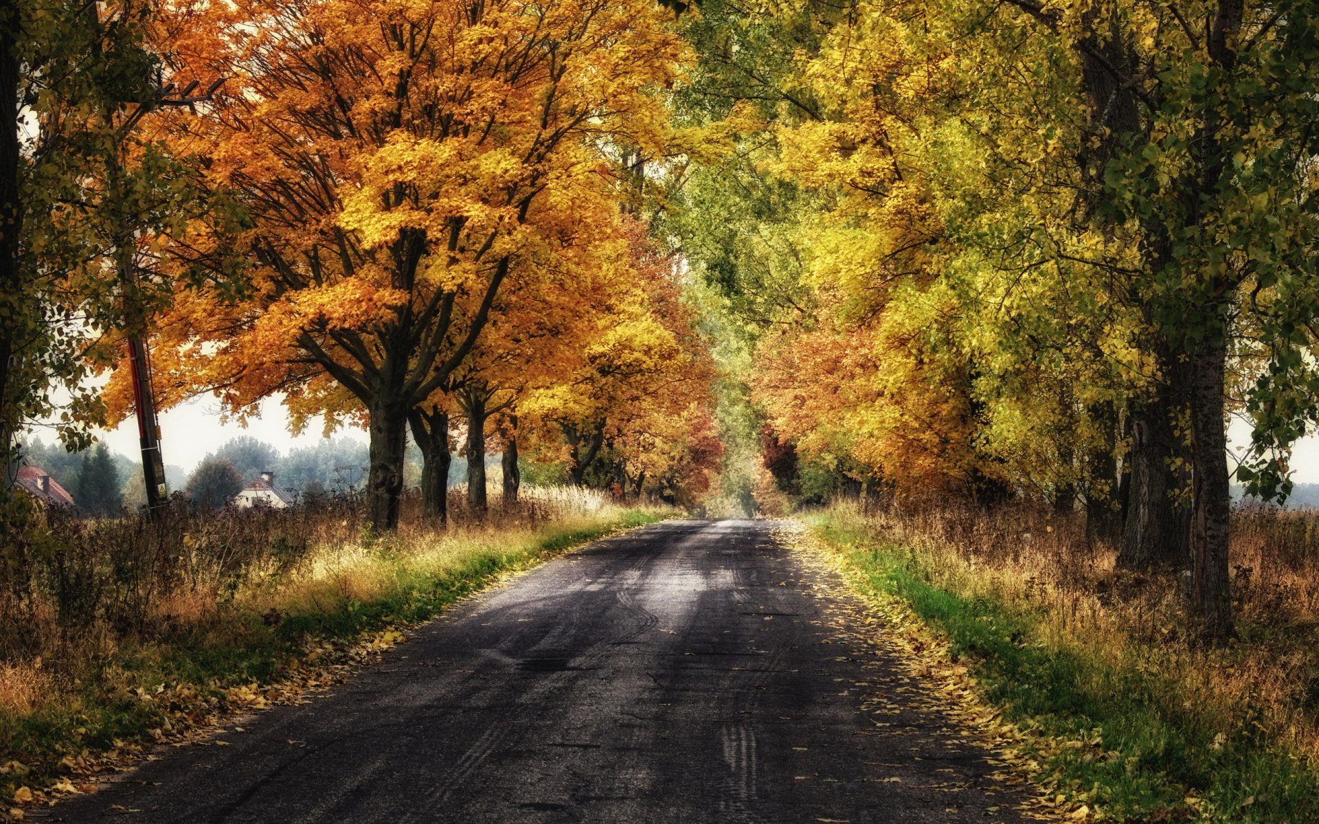 straße herbst landschaft