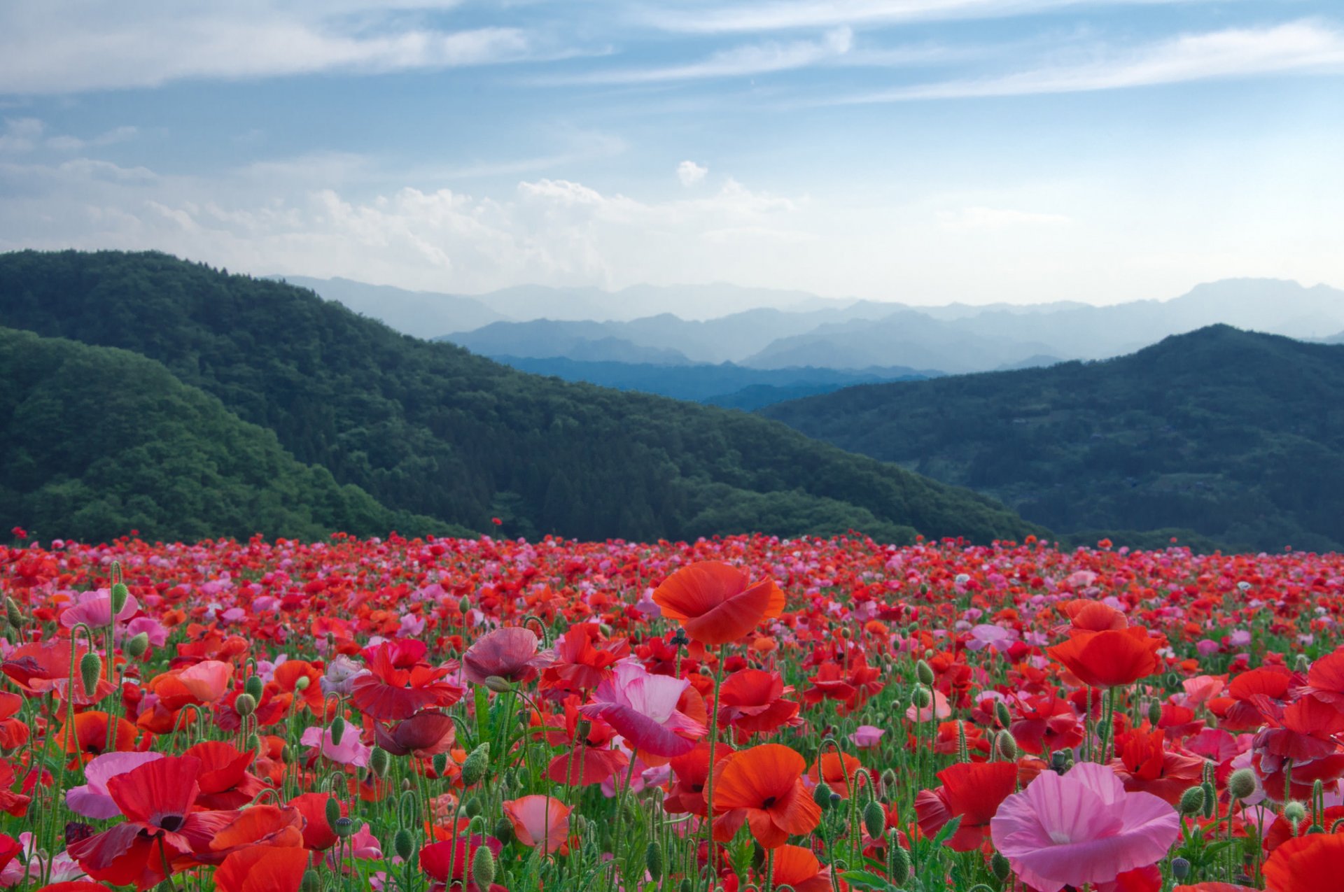 natur landschaft berge bäume wiese blumen mohnblumen