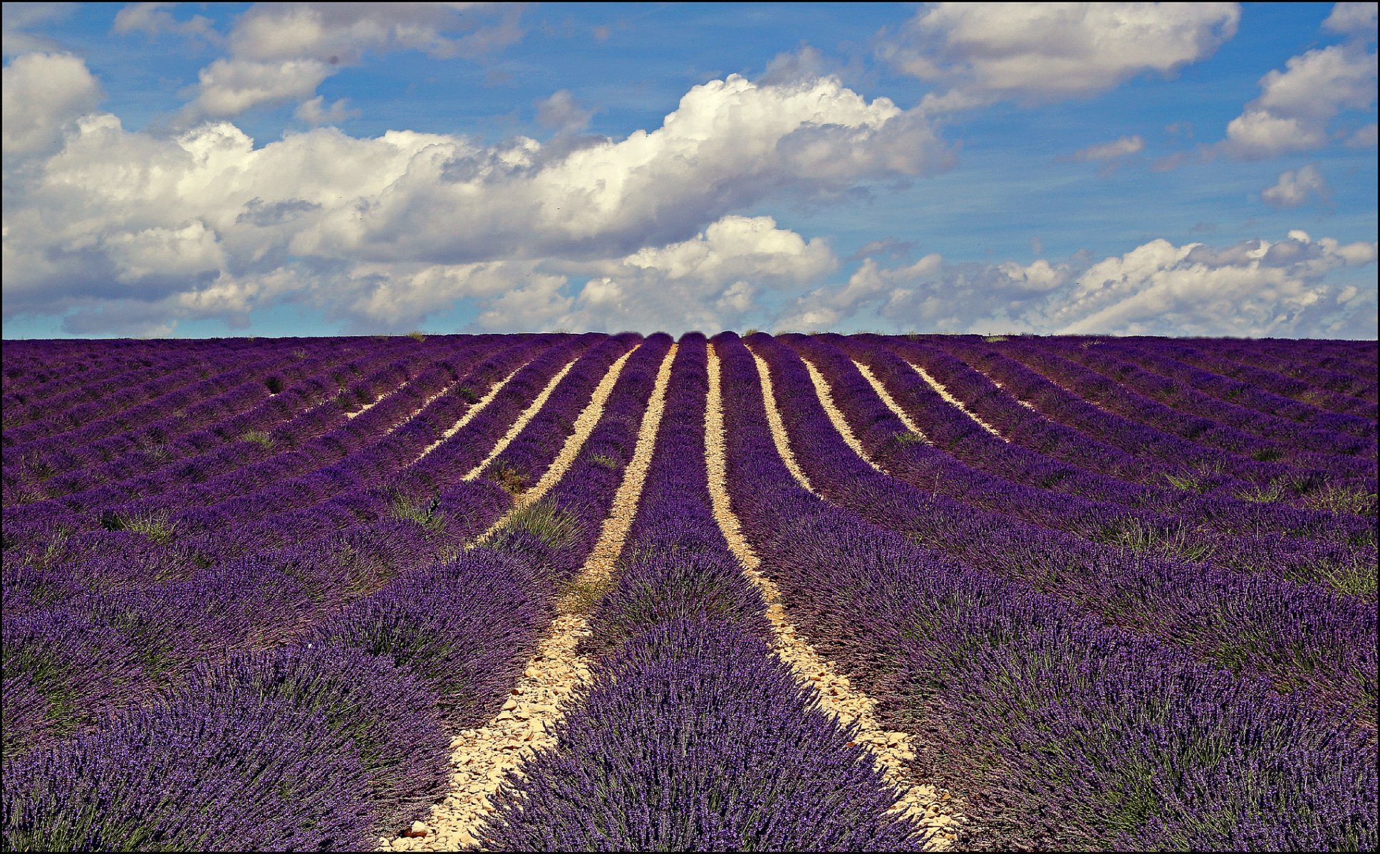 francia provenza campo flores lavanda