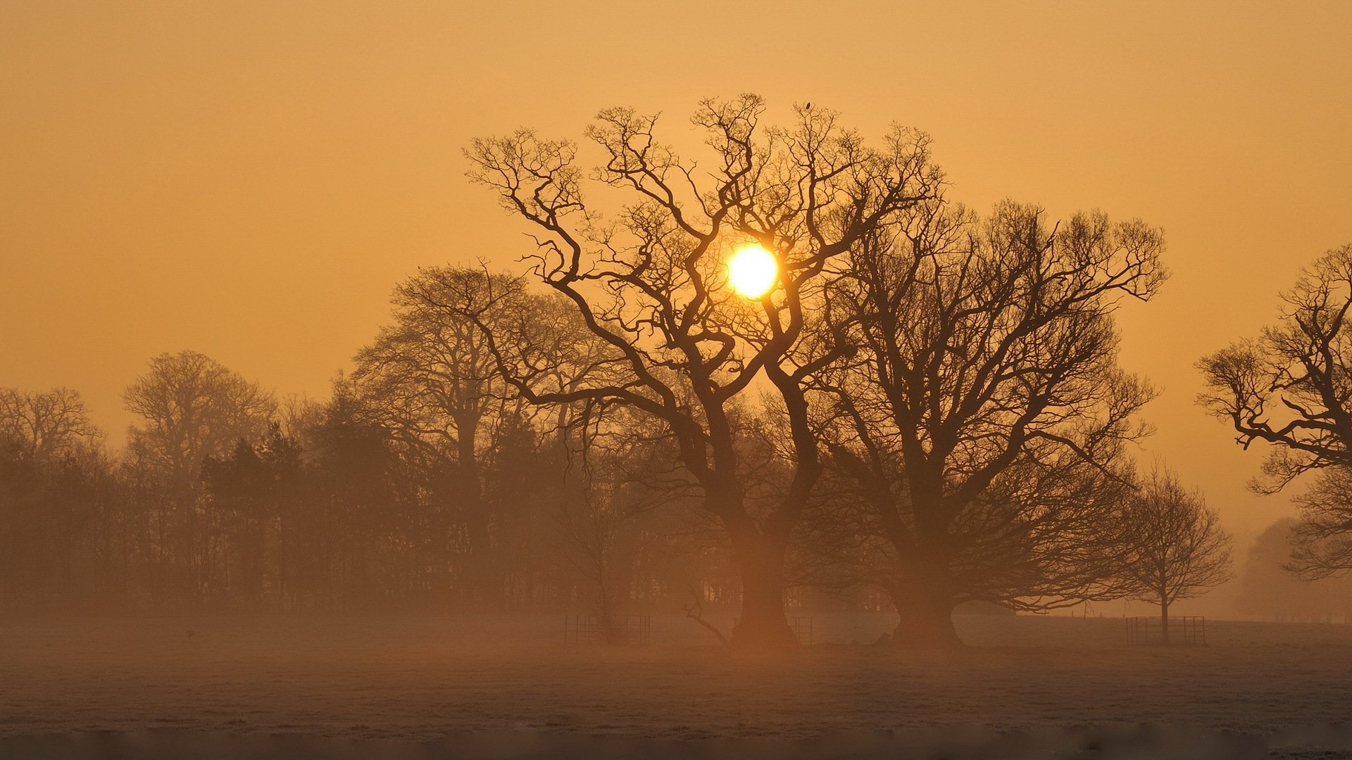 puesta de sol campo niebla árboles