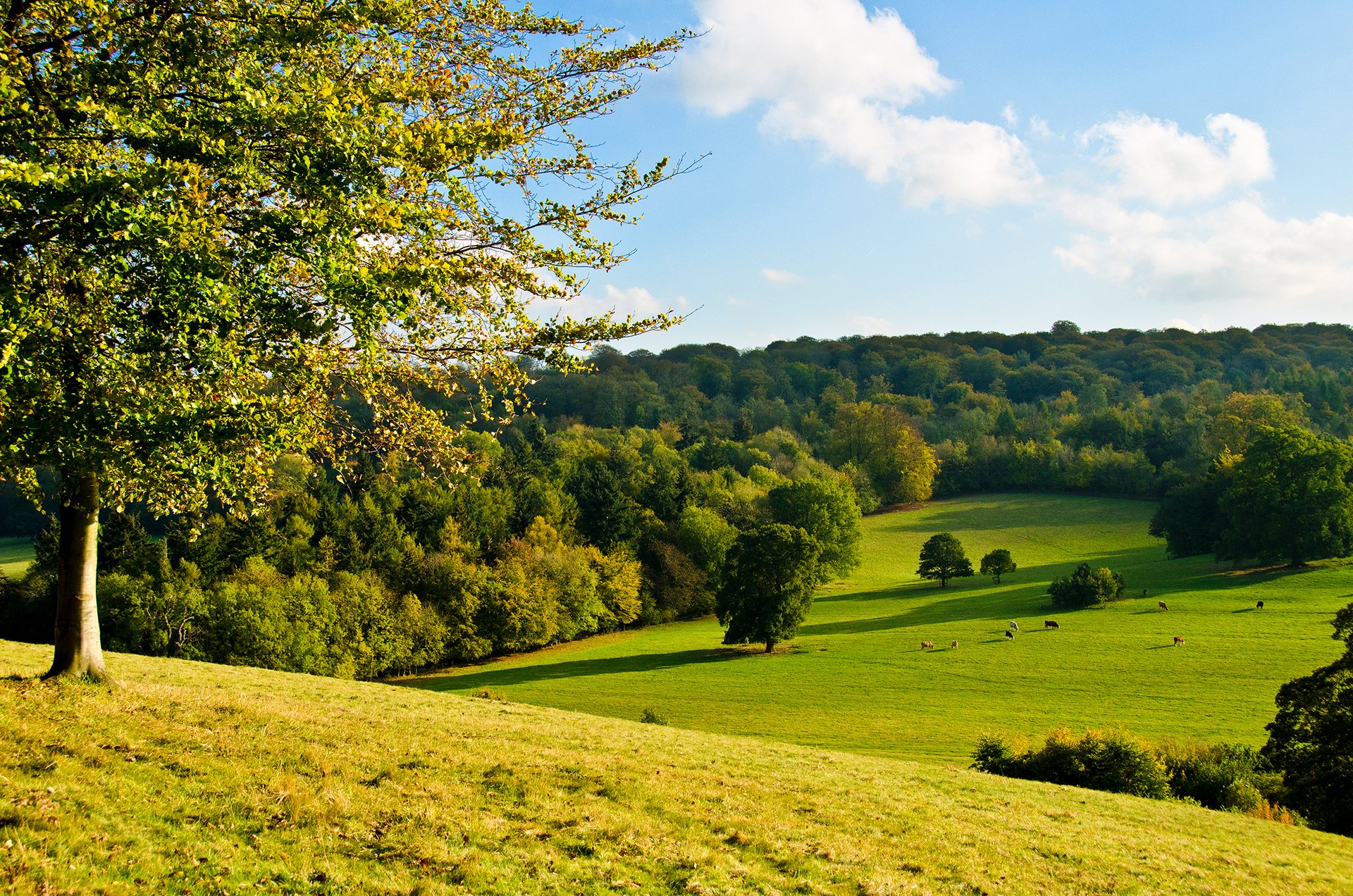 ky forest tree meadow grass slope cow