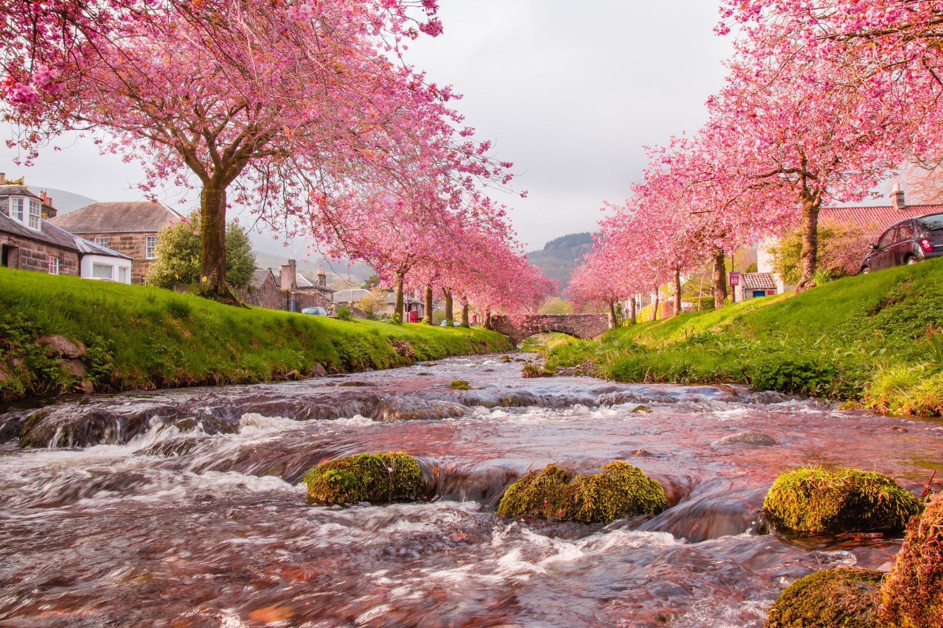 cielo fiume ponte alberi fiori primavera case