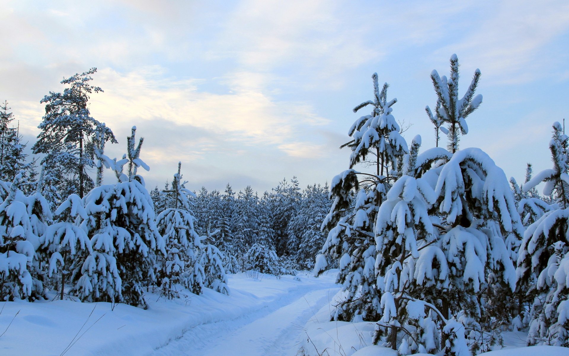 winter nature