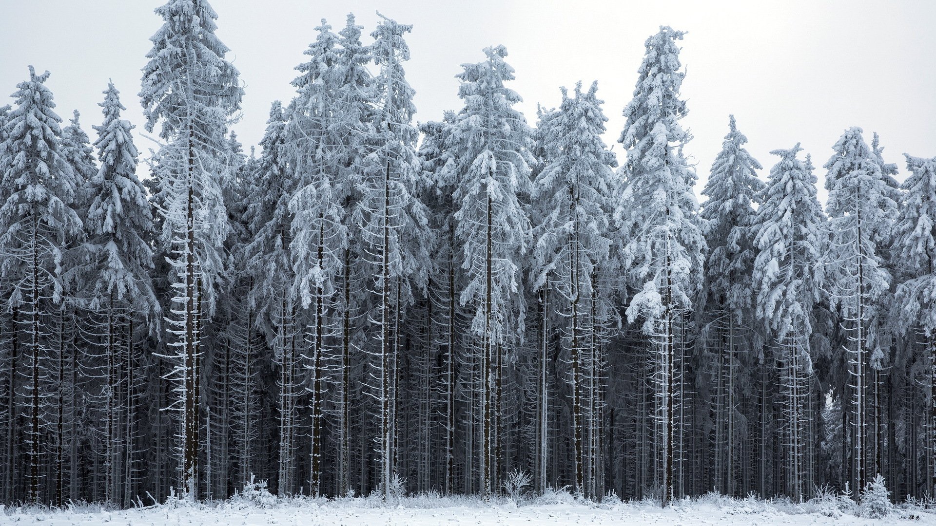 winter wald landschaft