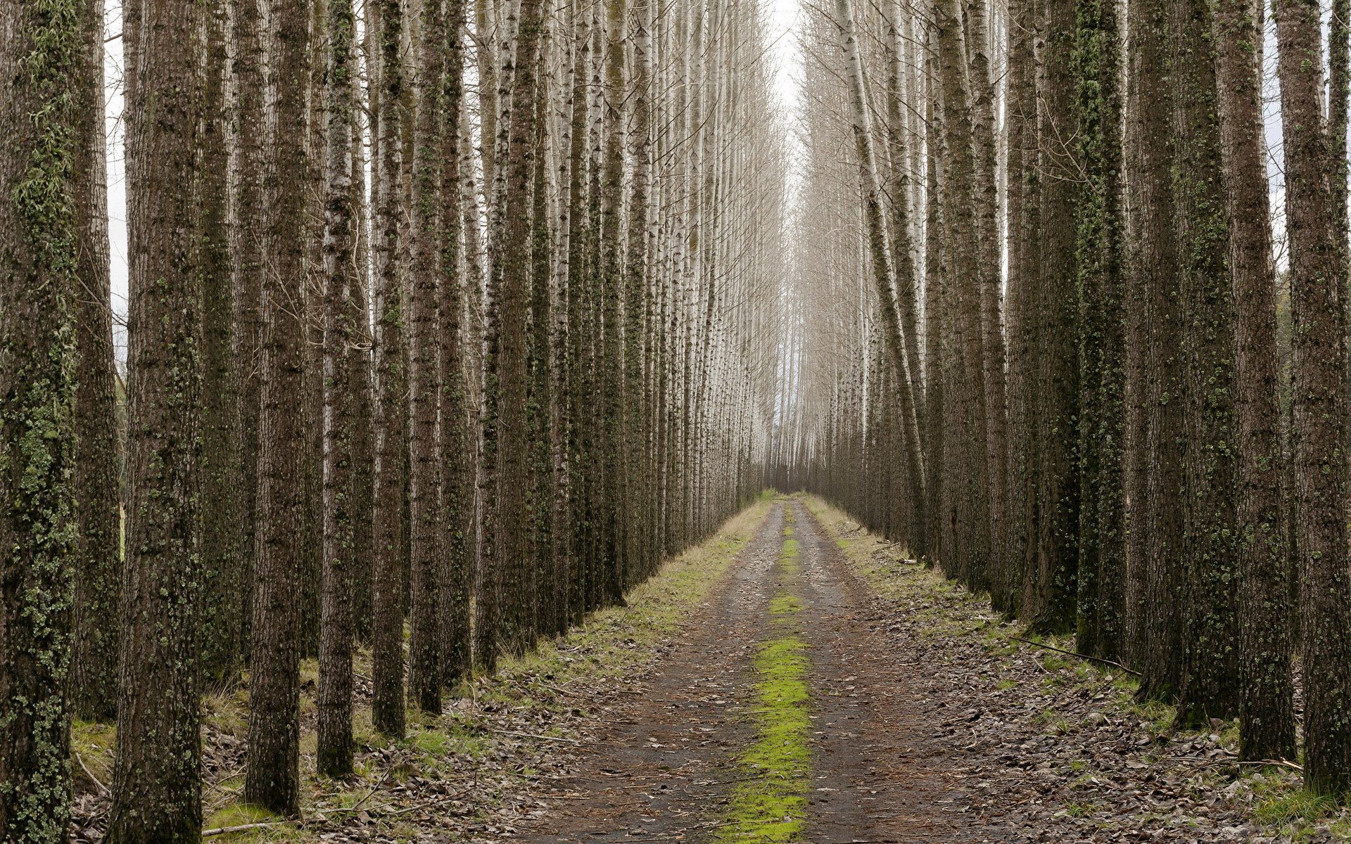 road tree landscape