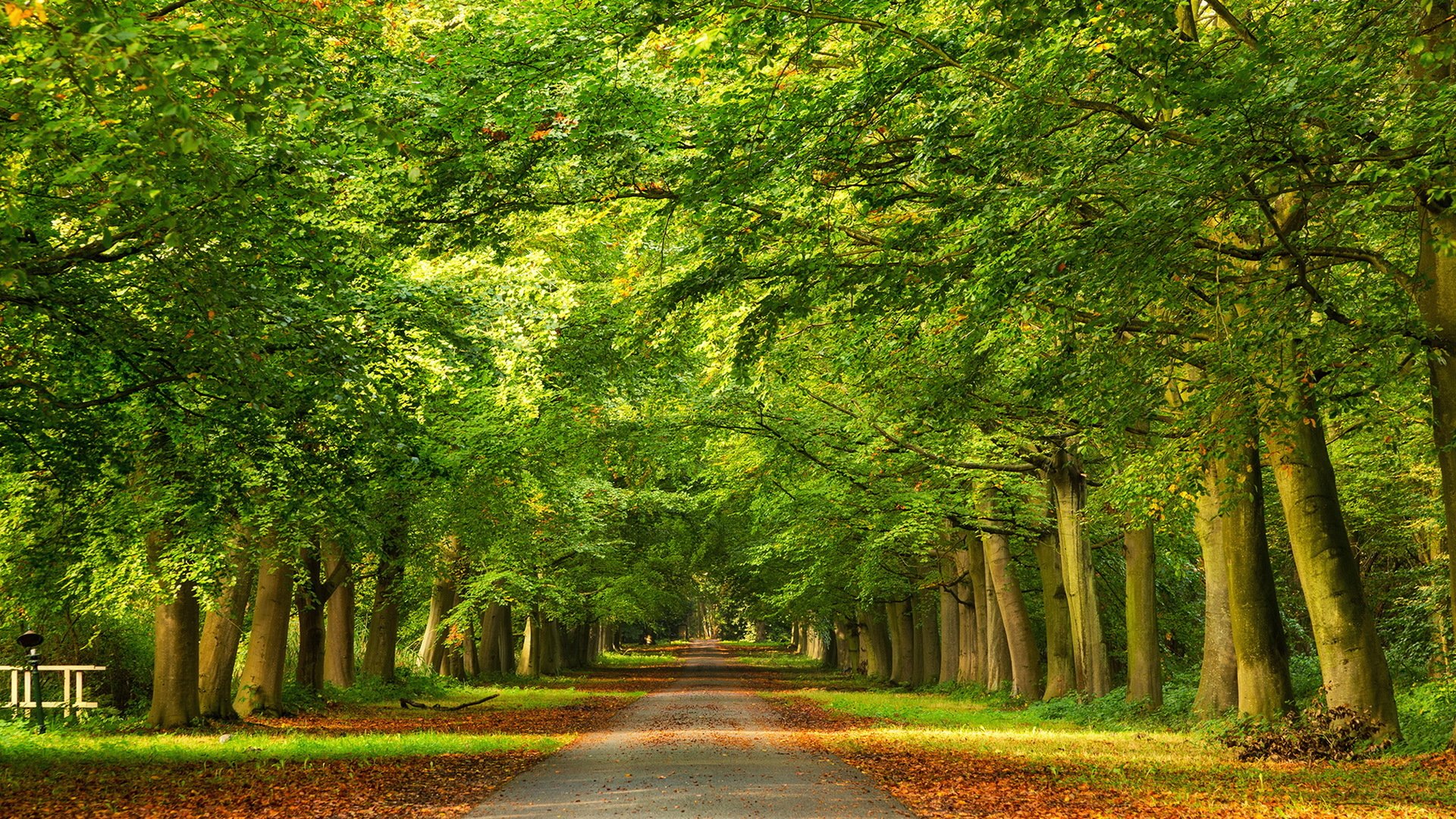 road tree autumn