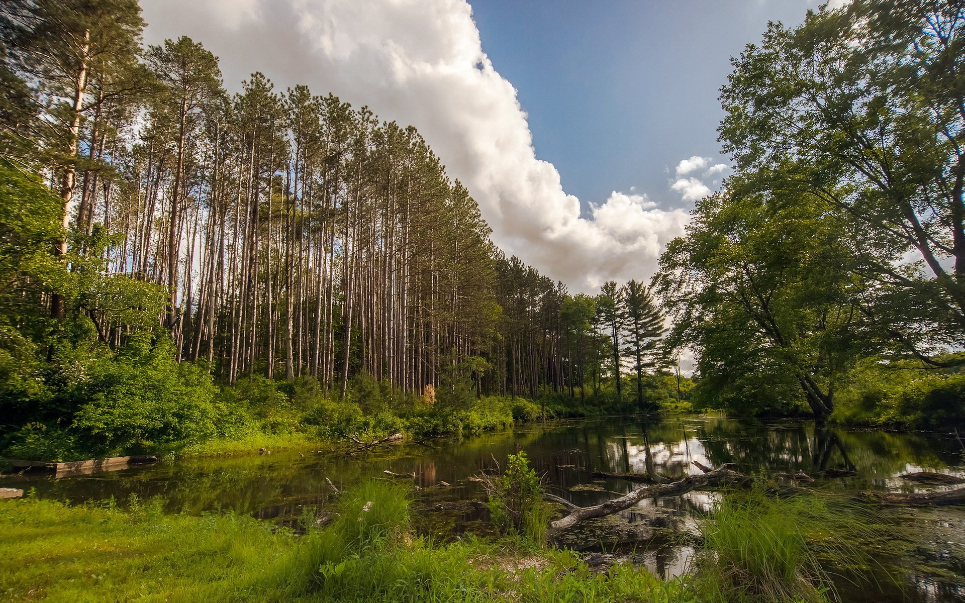 forêt lac été nature paysage