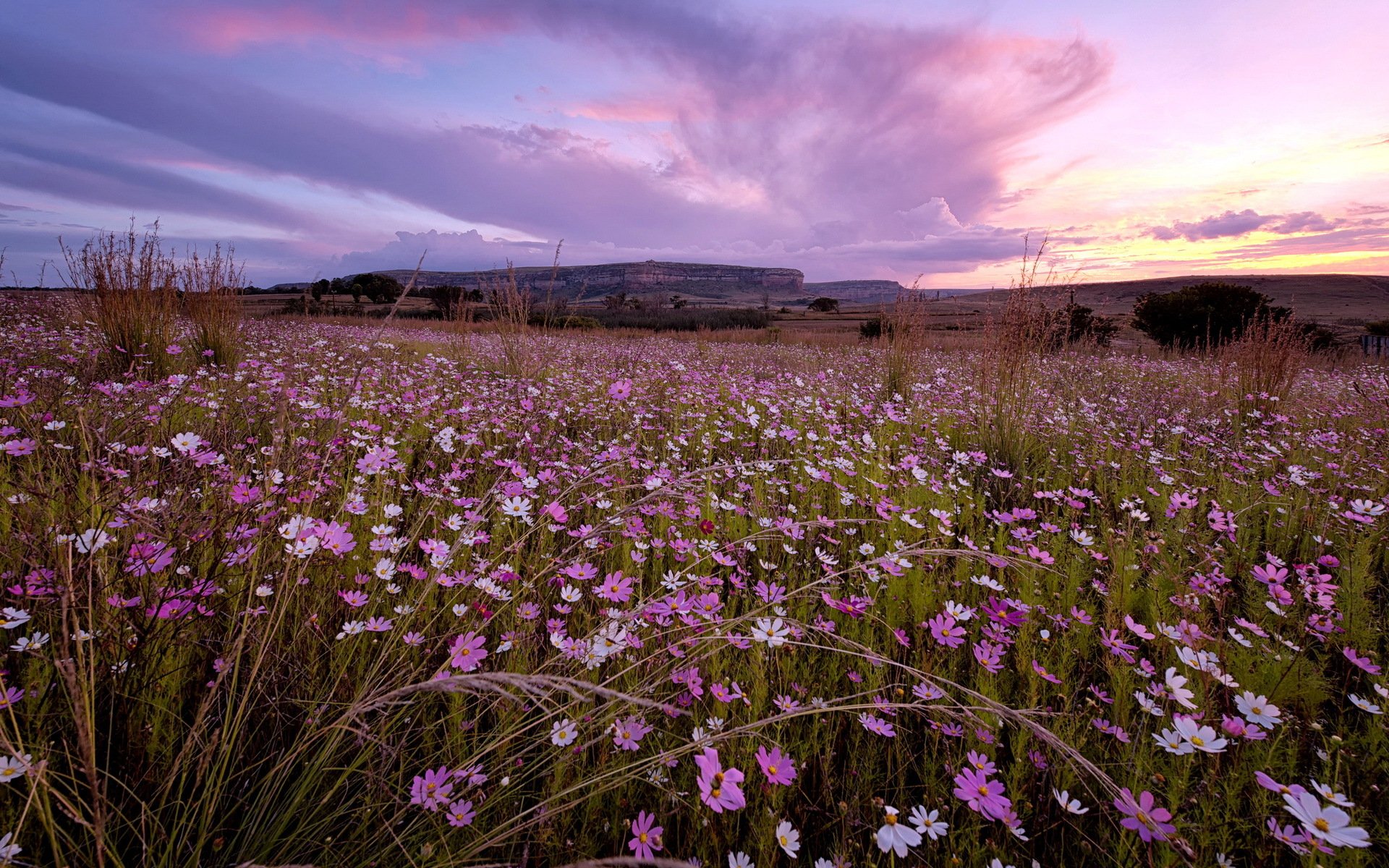 sonnenuntergang blumen landschaft