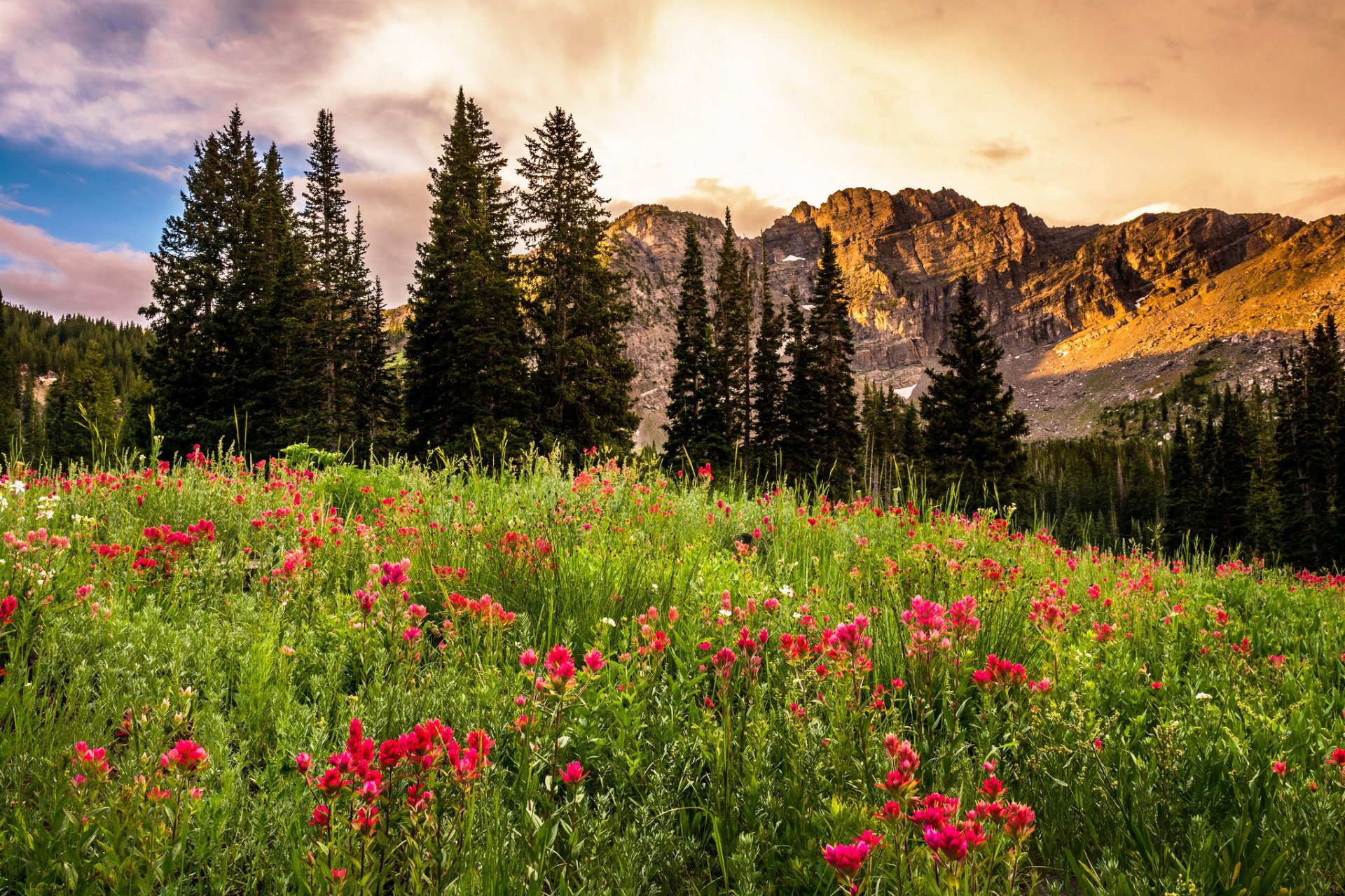 utah usa bassin d albion utah roches lever du soleil clairière fleurs arbres paysage