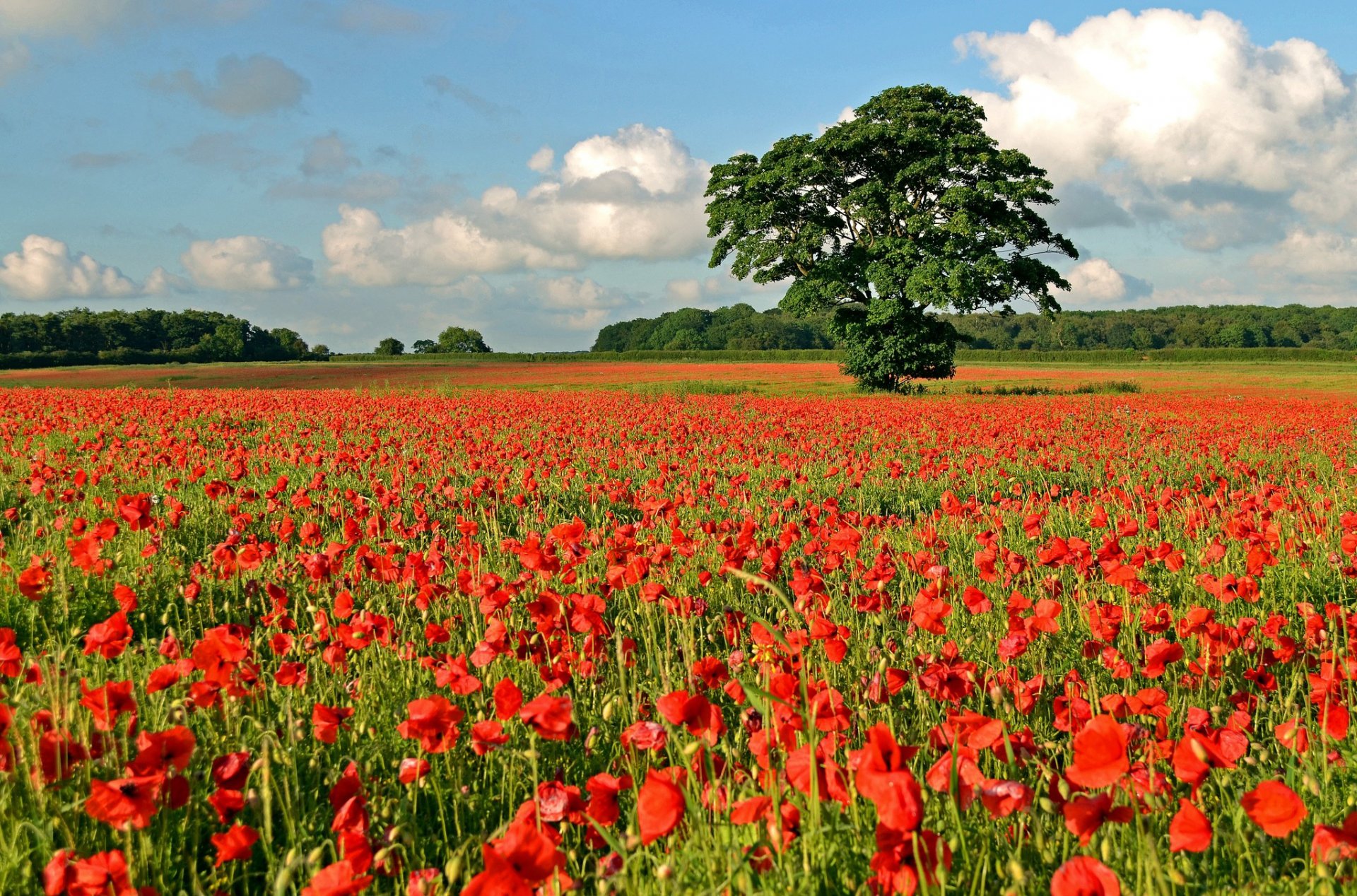 campo llano prado rojo amapola árbol bosque dal horizonte cielo nubes amapolas