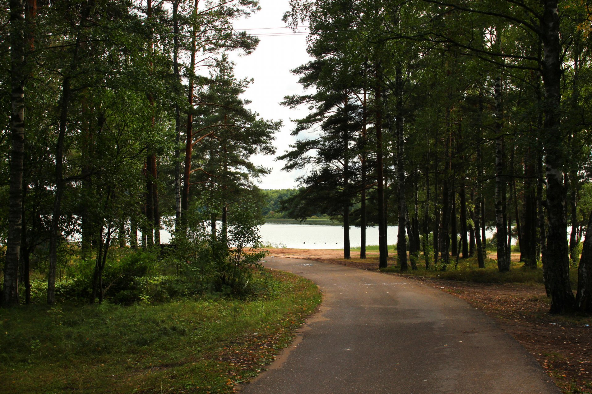 rosja rzeka park obwód leningradzki drzewa droga natura zdjęcie