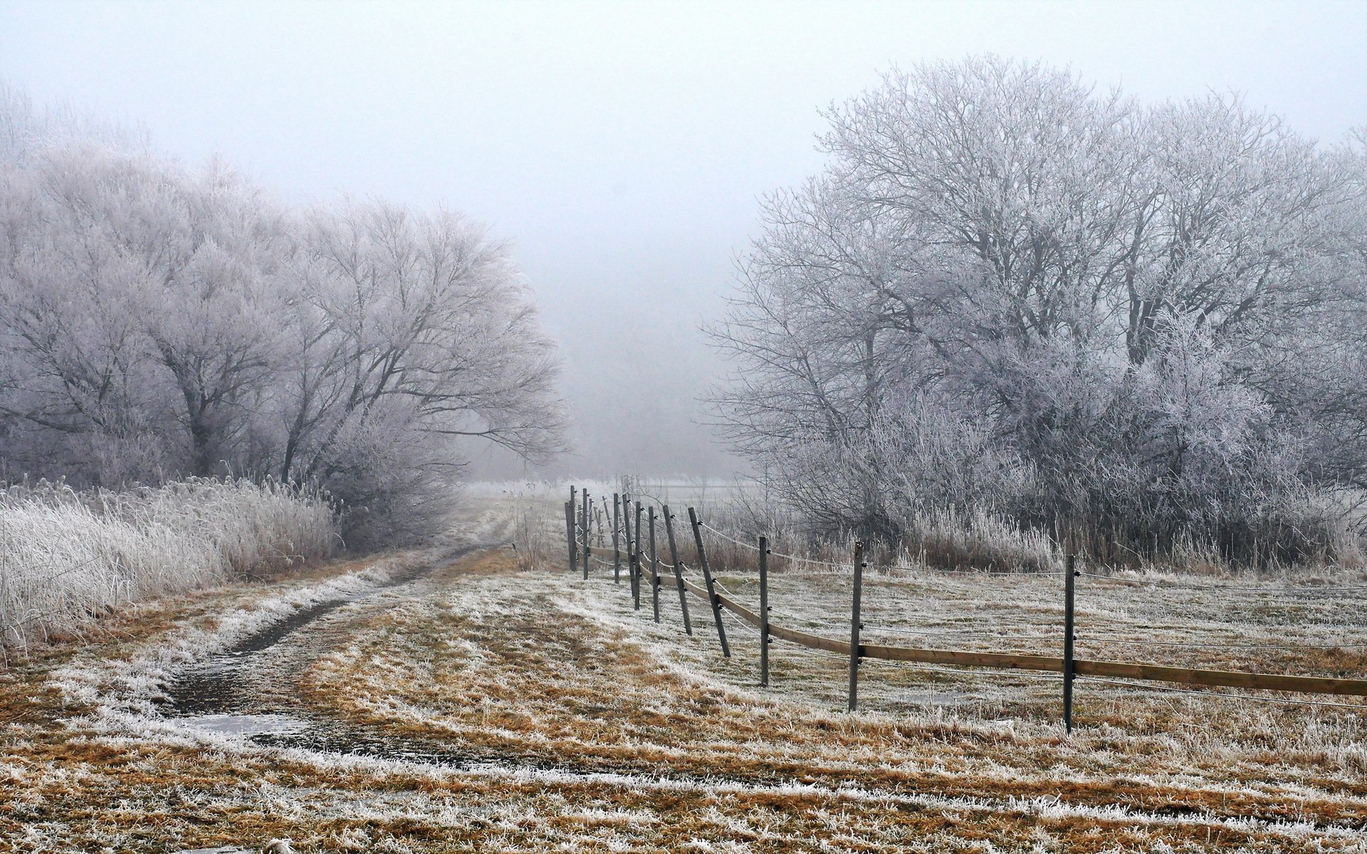 mattina nebbia campo recinzione paesaggio