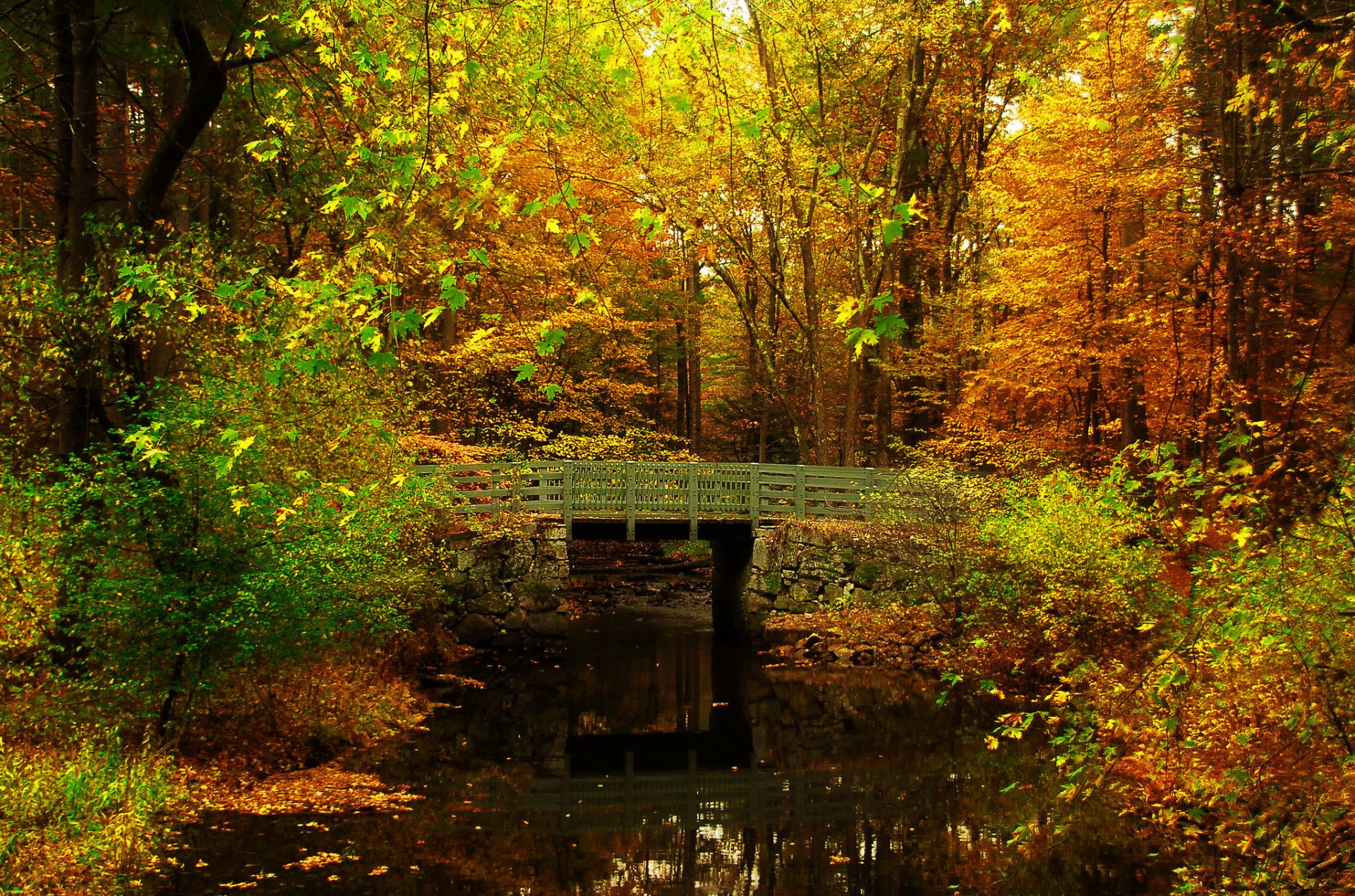 wald park teich brücke bäume blätter herbst