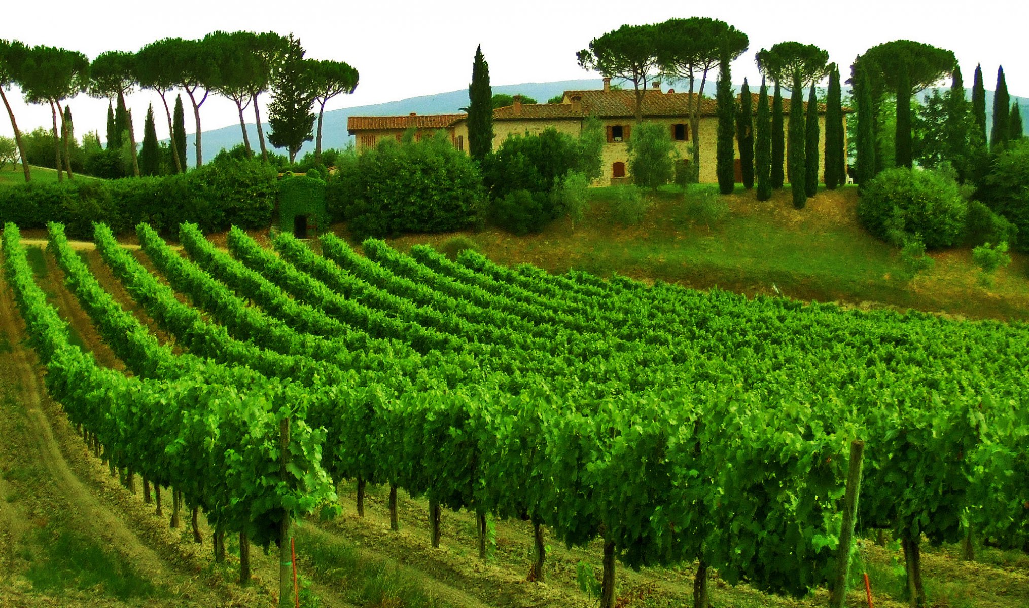 italia toscana cielo alberi casa vigneto