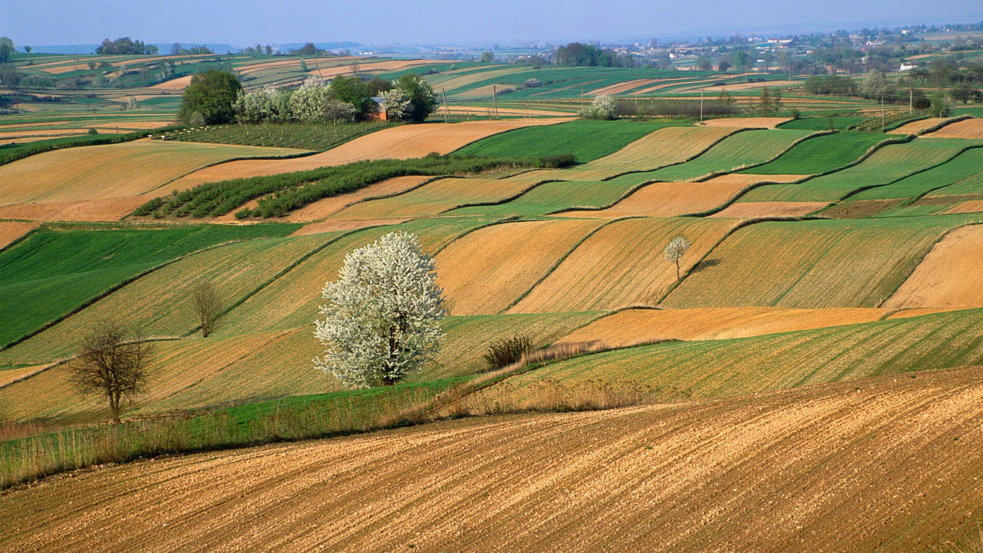 ky horizon hills the field tree spring bloom