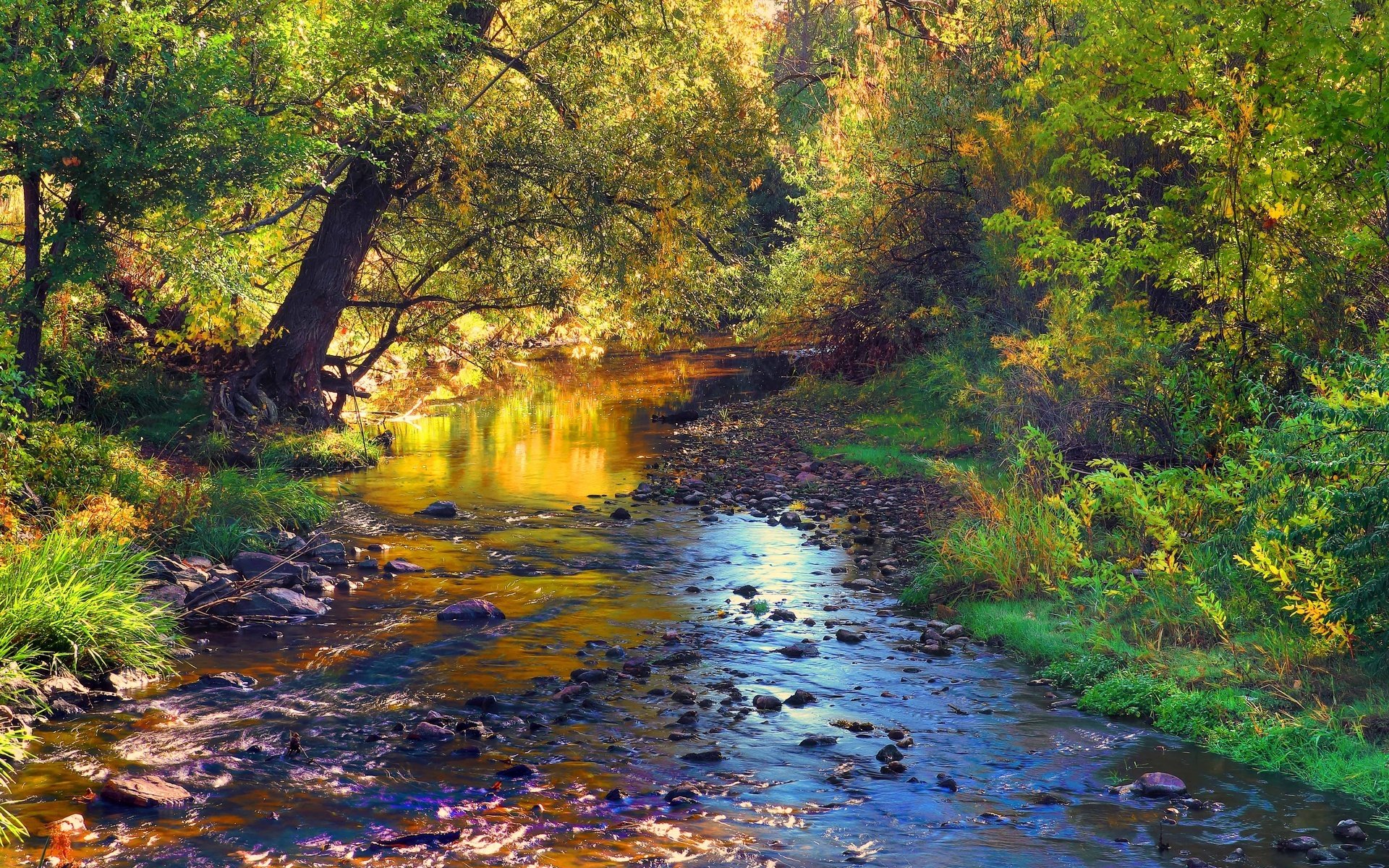 bosque arroyo piedras otoño río hojas árboles paisaje