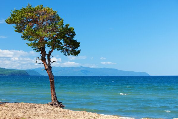 Ein Baum am sandigen Ufer am Baikalsee