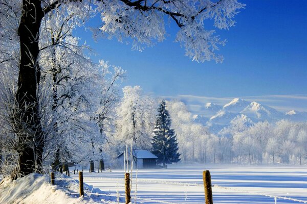 Wooden fence, snow-covered trees and a lonely house