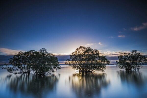 Riflessione degli alberi nell acqua del Lago