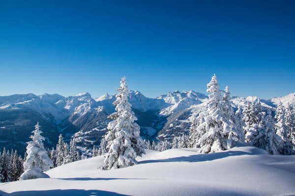 Montagnes d hiver, arbres et sapins