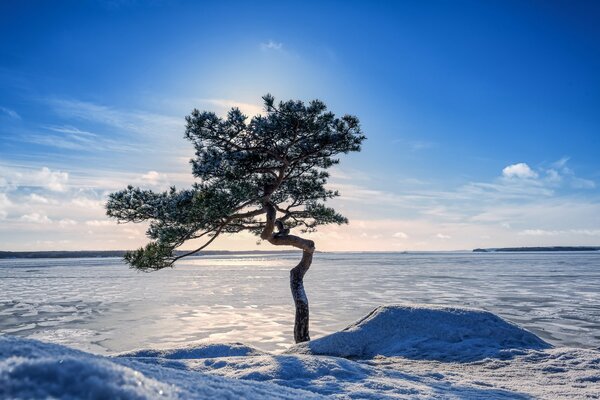 Ein Baum am Ufer eines zugefrorenen Sees