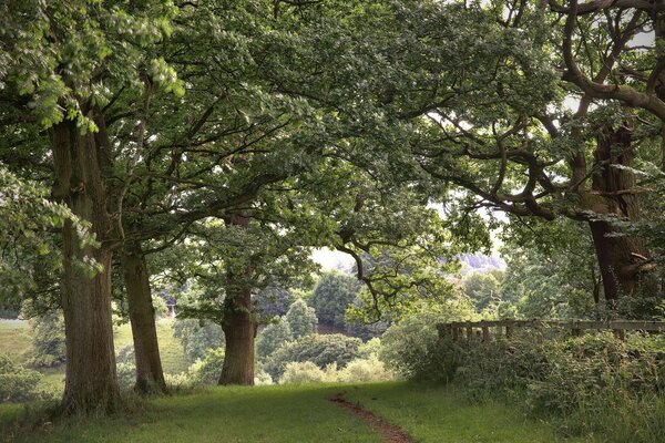 Beautiful landscape. Trees behind the fence