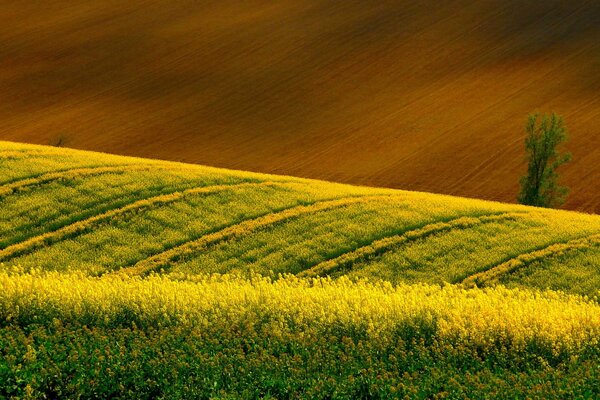 Larges champs de colza jaune