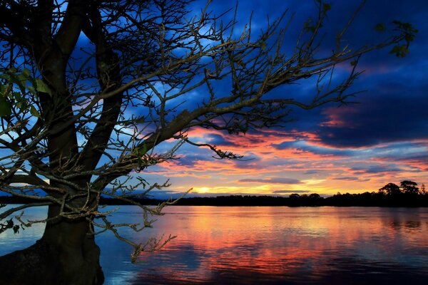 Baum auf dem Hintergrund eines schönen Sonnenuntergangs