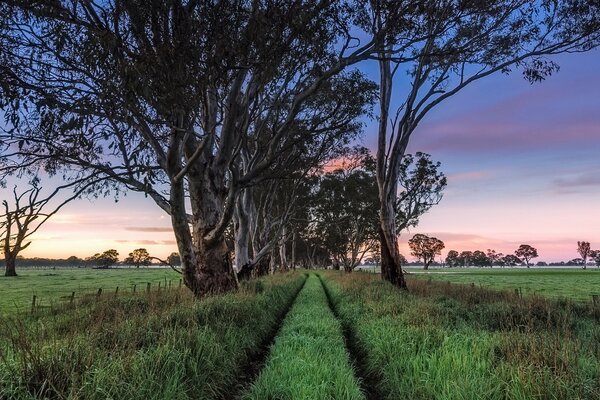 Paysage tôt le matin dans le Sud de l Australie