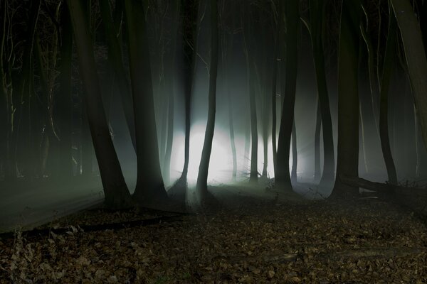 Mystische Silhouetten in der Nacht im Wald