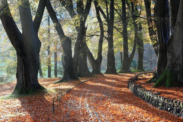 Beautiful autumn in the village park