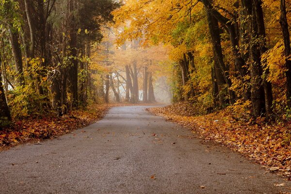 El camino serpentea en el bosque de otoño