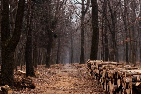 Tronchi impilati si trovano nella foresta autunnale