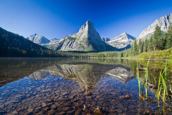 Bella natura. Acqua limpida nel lago, foresta verde