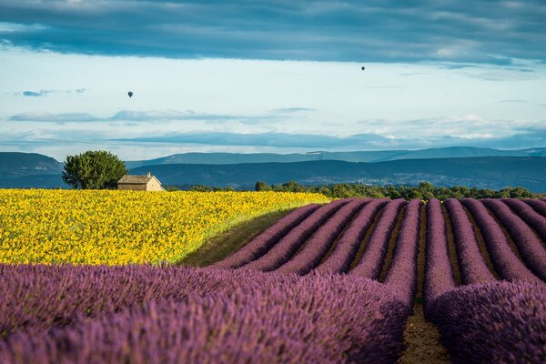 Campi di lavanda e girasoli in una giornata estiva in Francia