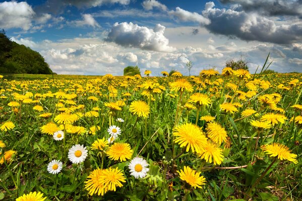 Field of flowers and dandelions