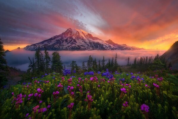 Bright flowers on the background of a high mountain