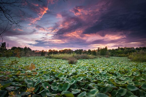 Bewachsener Teich bei Sonnenuntergang