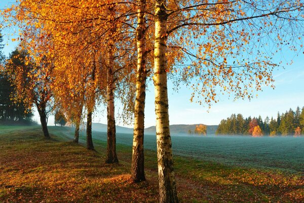 Forêt d automne tôt le matin