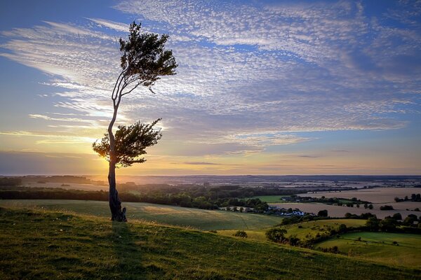 Baum im Feld bei Sonnenuntergang