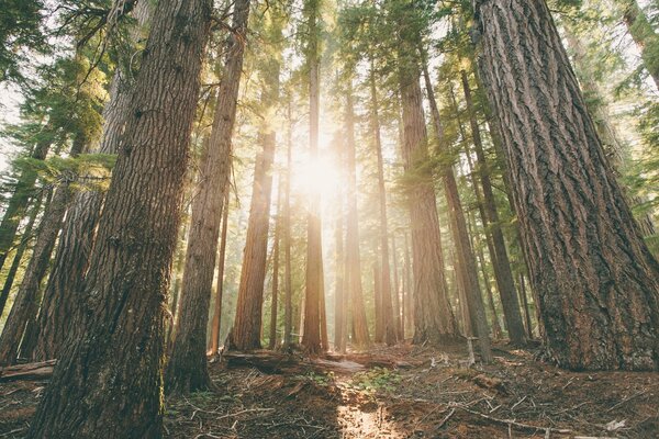 Soleil dans la forêt de pins