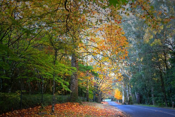 A road in a beautiful autumn forest