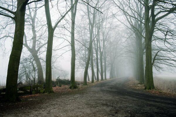 Bäume im dichten Nebel. Neblige Straße