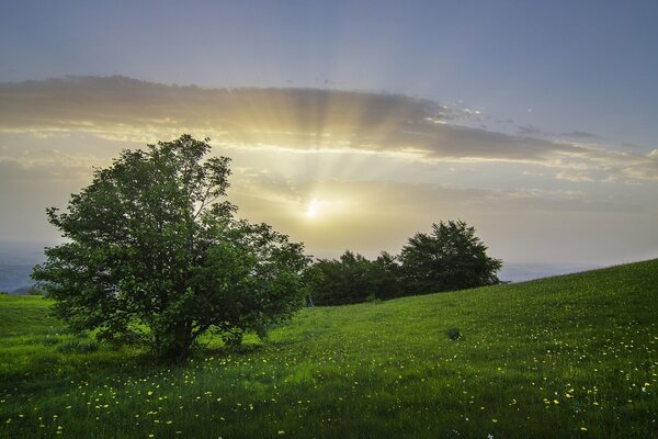 Prato verde con fiori e alberi in lontananza sul territorio italiano