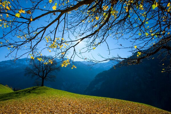 Herbst Bäume auf dem Hintergrund des blauen Himmels und der Berge