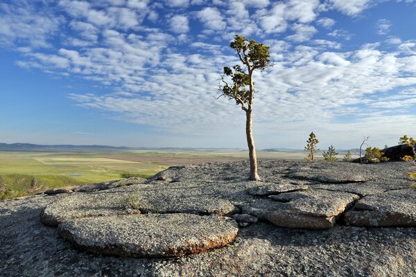 Árbol solitario sobre piedra redonda