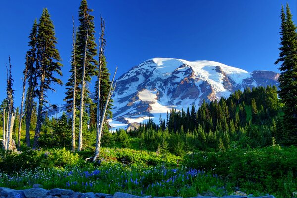 Vista della montagna innevata del Monte Rainier negli Stati Uniti