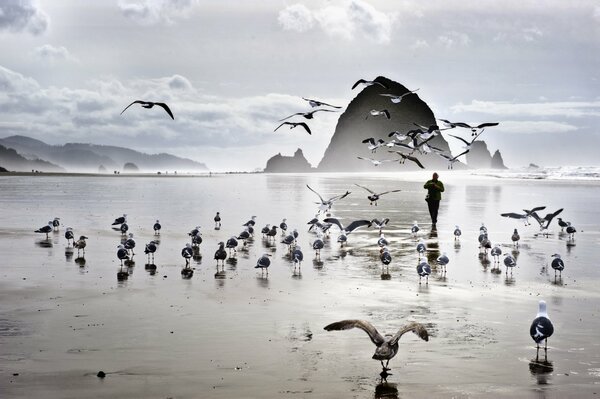 Photo en noir et blanc des mouettes et de la mer